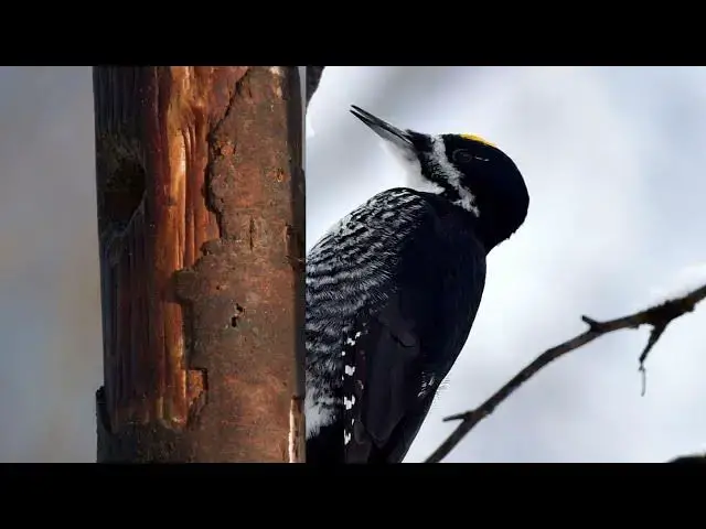 Video thumbnail for Up Close with Woodpeckers in Alaska: A Nature Lover's Dream