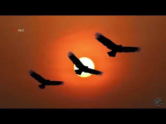 Video thumbnail for The Fascinating World of Utah's Golden Eagles