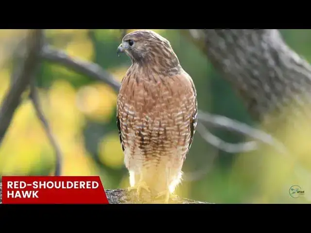 Video thumbnail for Hawks in Nevada: Winged Sentries of the Silver State