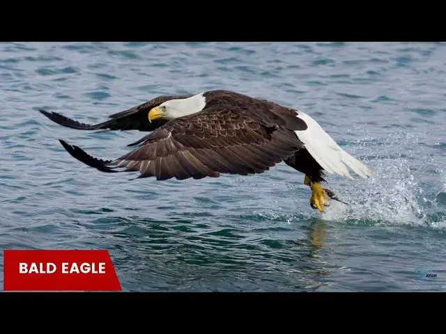 Video thumbnail for The Majestic Eagles of the Tennessee Mountains