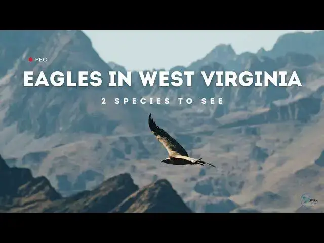 Video thumbnail for Discovering West Virginia's Eagles: A Wildlife Adventure