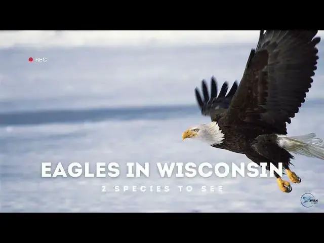 Video thumbnail for Eagles in Wisconsin: A Birdwatcher's Dream