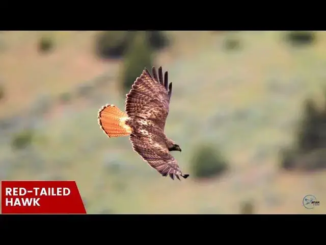 'Video thumbnail for Hawks in Oregon: Skyward Guardians of the Beaver State'