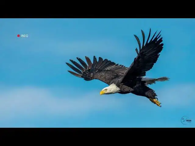 Video thumbnail for The Thrilling Experience of Watching Eagles in New Hampshire