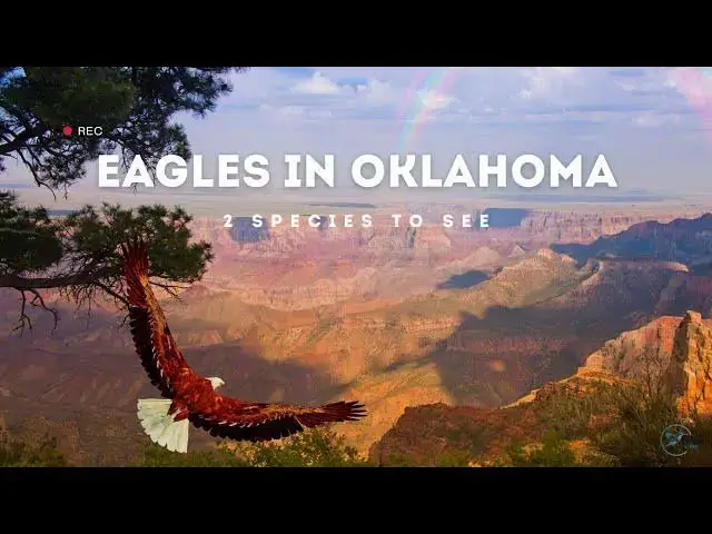 Video thumbnail for Witnessing the Majesty of Eagles in Oklahoma