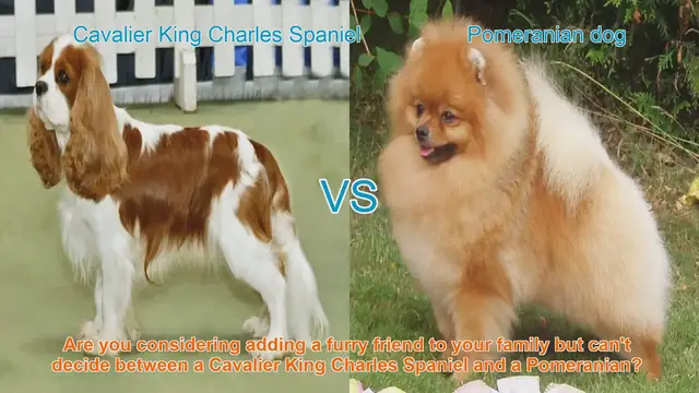 Video thumbnail for Cavalier King Charles Spaniel vs. Pomeranian: A Comprehensive Comparison