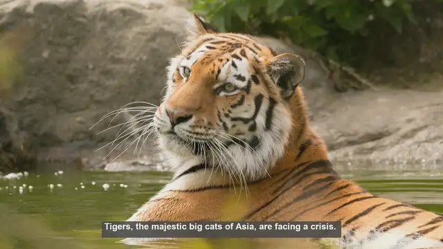 Video thumbnail for 10 Major Threats to Tigers in Asia: From Habitat Loss to Infrastructure