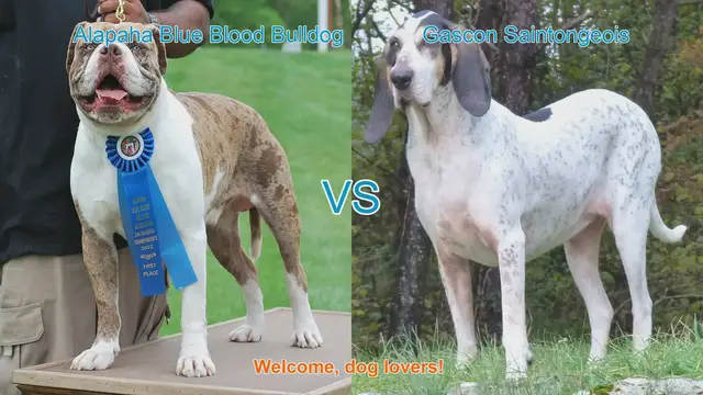 Video thumbnail for Alapaha Blue Blood Bulldog VS Gascon Saintongeois