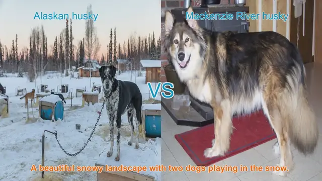 Video thumbnail for Alaskan Husky vs. Mackenzie River Husky: A Comparison of Two Remarkable Sled Dog Breeds