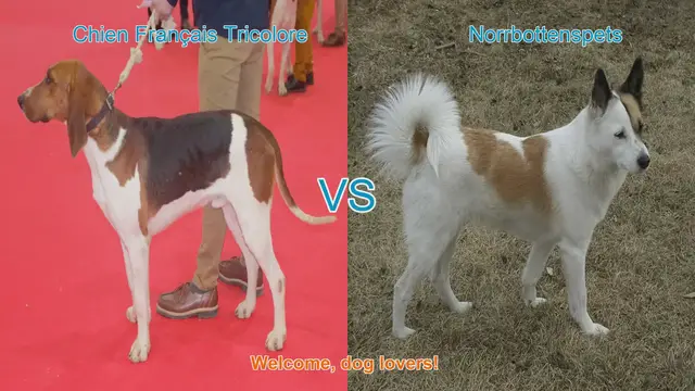 Video thumbnail for Dog Breed Comparison: Chien Français Tricolore vs. Norrbottenspets