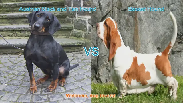 Video thumbnail for Austrian Black and Tan Hound vs. Basset Hound: A Comprehensive Comparison