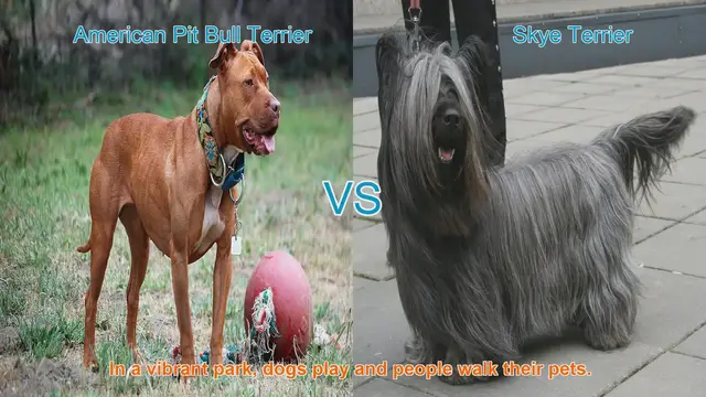 Video thumbnail for American Pit Bull Terrier vs. Skye Terrier: A Breed Comparison