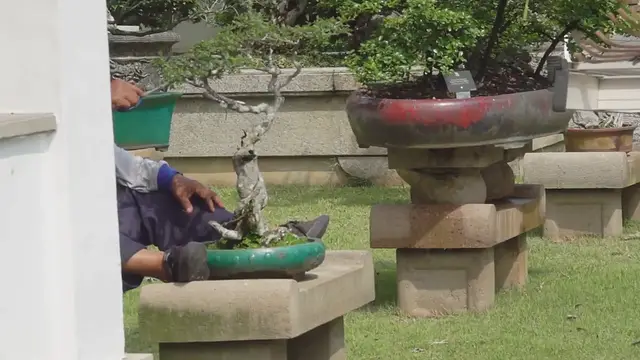 Video thumbnail for Bonsai Exhibits In Botanical Gardens