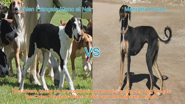 Video thumbnail for Chien Français Blanc et Noir vs. Mahratta Hound: A Breed Comparison