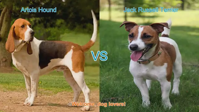 Video thumbnail for Artois Hound vs. Jack Russell Terrier: A Detailed Breed Comparison