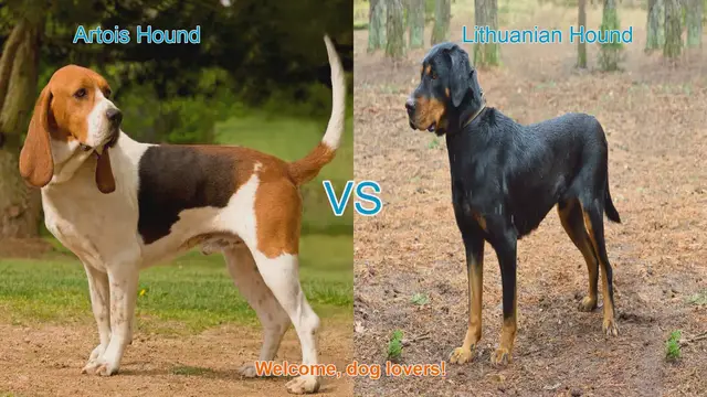 Video thumbnail for Artois Hound vs. Lithuanian Hound: A Comparative Guide for Dog Lovers