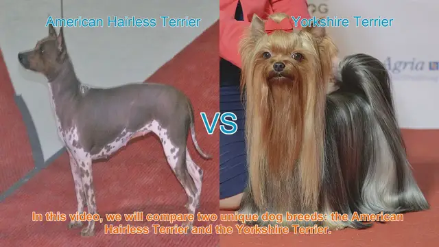 Video thumbnail for American Hairless Terrier vs. Yorkshire Terrier: A Breed Comparison