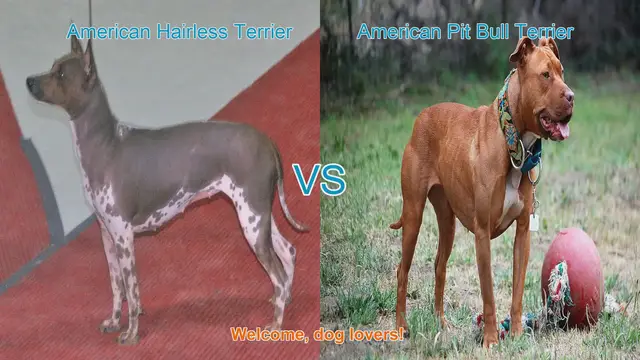 Video thumbnail for Dog Breed Comparison: American Hairless Terrier vs. American Pit Bull Terrier