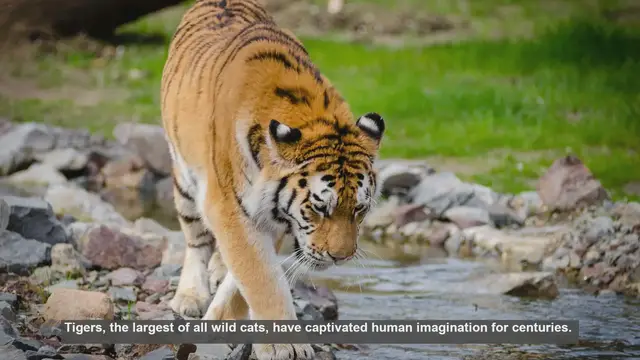 Video thumbnail for 10 Unsolved Tiger Mysteries: What Science Still Doesn't Know