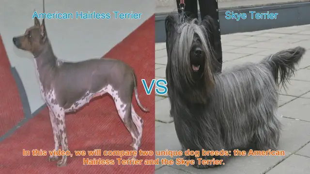 Video thumbnail for American Hairless Terrier vs. Skye Terrier: A Breed Comparison