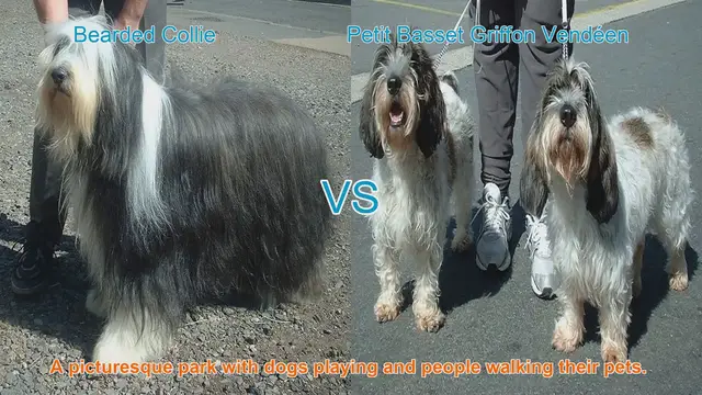 Video thumbnail for Meet the Bearded Collie and Petit Basset Griffon Vendéen: A Comparison