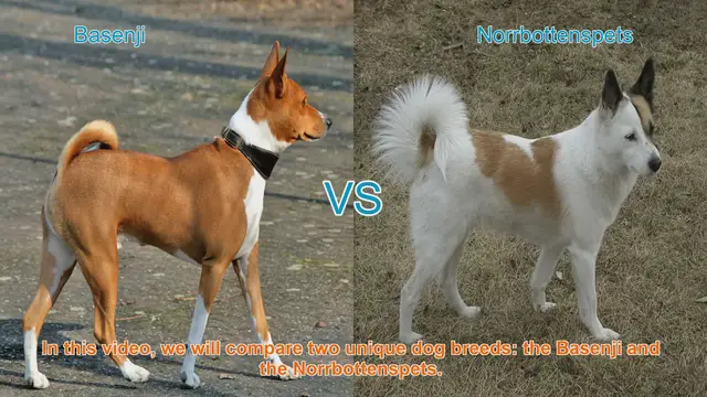 Video thumbnail for Basenji vs. Norrbottenspets: A Comparison of Unique Dog Breeds