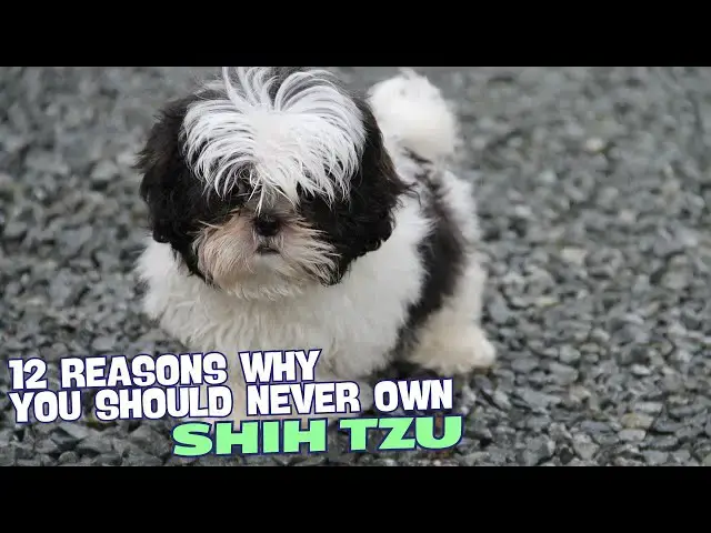 Video thumbnail for 12 Reasons Why You Should Never Own a Shih Tzu! 🐾