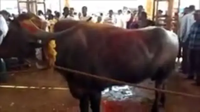 Video thumbnail for Shri Marikamba jatra./Sirsi Marikamba bull in jatra.