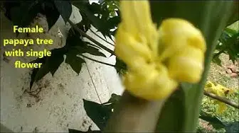 Video thumbnail for Difference between a male and a female papaya tree./How to recognize male and female papaya trees.