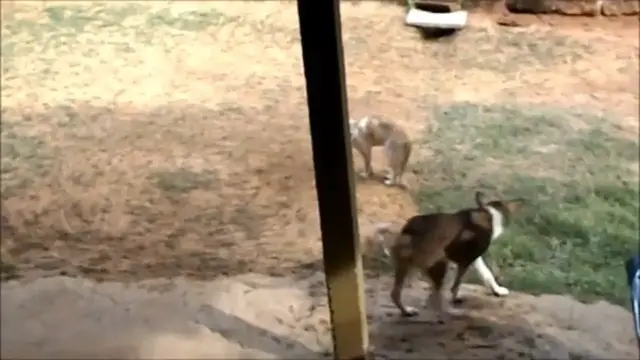 Video thumbnail for Dogs play &cats fight/Dog & cat plying /