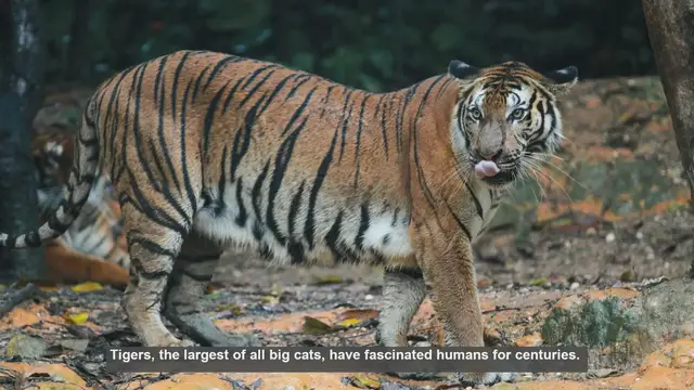 Video thumbnail for 10 Tiger Traits Scientists Love to Study
