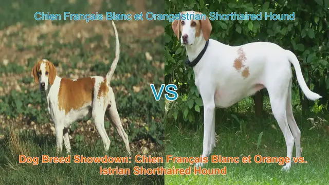 Video thumbnail for Dog Breed Showdown: Chien Français Blanc et Orange vs. Istrian Shorthaired Hound