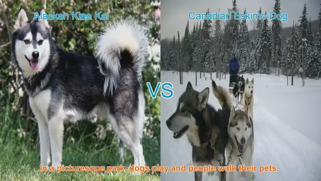 Video thumbnail for Alaskan Klee Kai VS Canadian Eskimo Dog