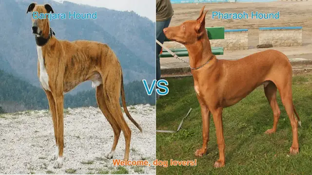 Video thumbnail for Banjara Hound vs. Pharaoh Hound: A Comparison of Elegant Long-Leg Dog Breeds