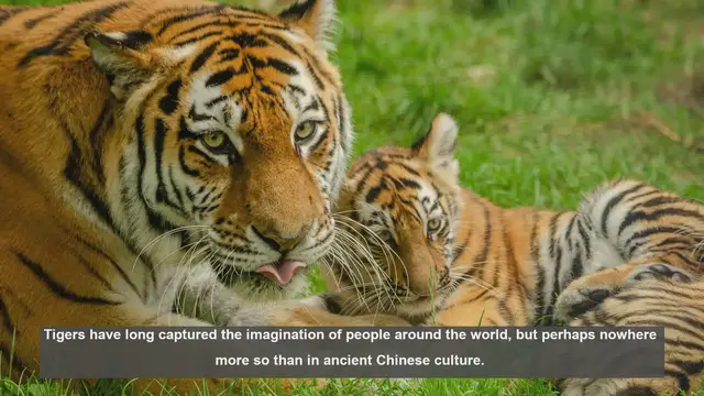 Video thumbnail for 10 Tiger Myths in Ancient Chinese Culture: Fact vs Fiction