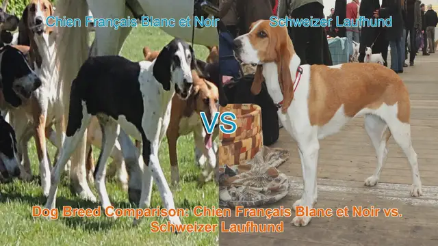 Video thumbnail for Dog Breed Comparison: Chien Français Blanc et Noir vs. Schweizer Laufhund