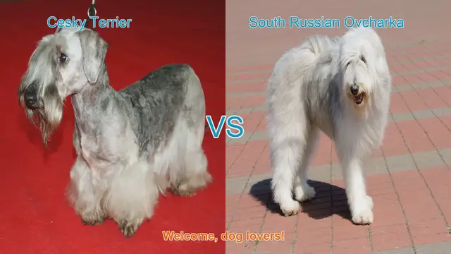 Video thumbnail for Cesky Terrier vs. South Russian Ovcharka: A Comprehensive Comparison