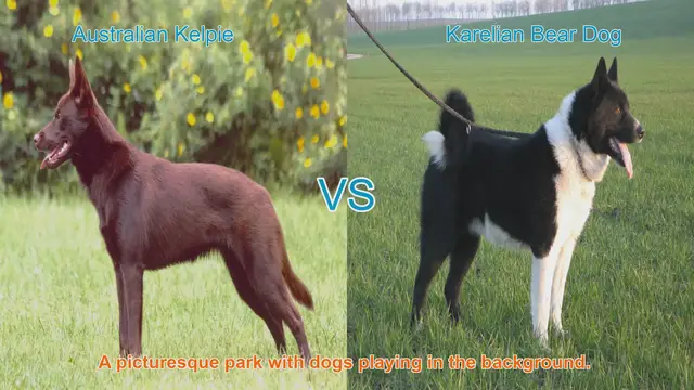 Video thumbnail for Australian Kelpie vs. Karelian Bear Dog: A Comprehensive Comparison