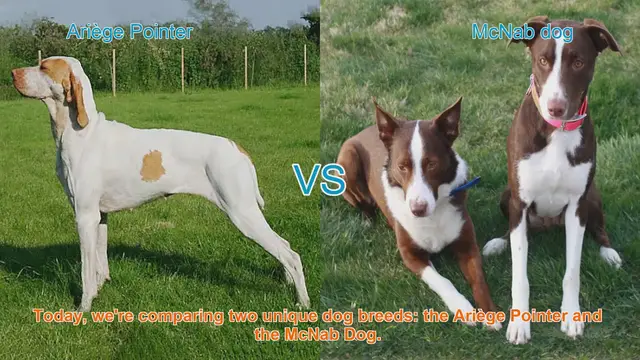 Video thumbnail for Ariège Pointer vs. McNab Dog: A Breed Comparison