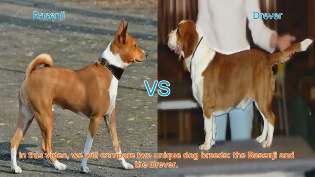 Video thumbnail for Basenji vs. Drever: A Comparison of Unique Dog Breeds