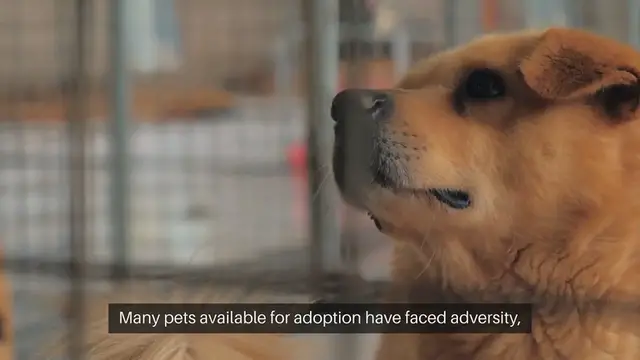 'Video thumbnail for Adopting a Pet Rescued and Resilient'