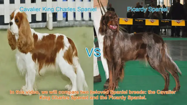 Video thumbnail for Cavalier King Charles vs. Picardy Spaniel: A Breed Comparison