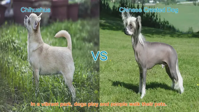 Video thumbnail for Chihuahua vs. Chinese Crested Dog: A Comparison of Two Playful Breeds