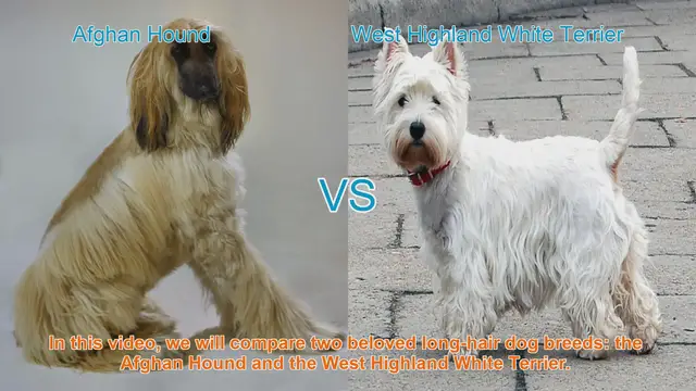 Video thumbnail for Afghan Hound vs. West Highland White Terrier: A Breed Comparison