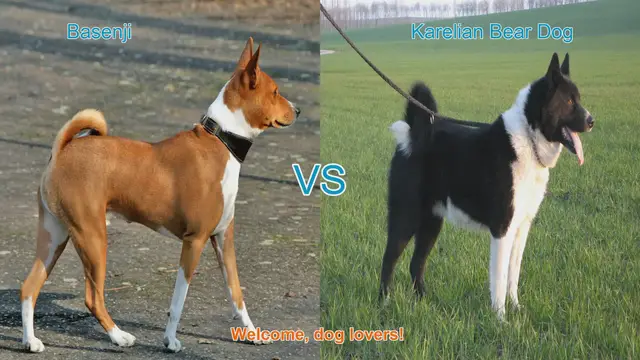 Video thumbnail for Basenji vs. Karelian Bear Dog: A Comparison of Two Unique Breeds