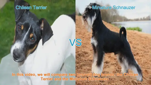Video thumbnail for Chilean Terrier vs. Miniature Schnauzer: A Breed Comparison