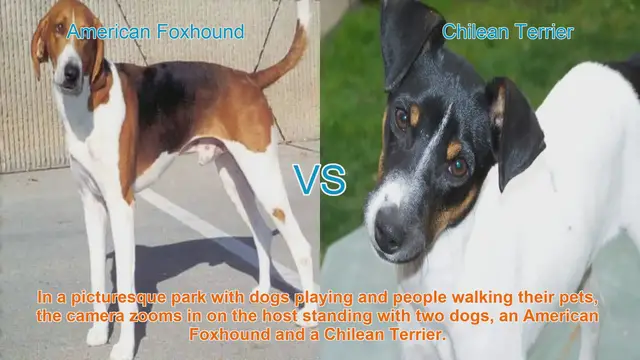 Video thumbnail for American Foxhound vs. Chilean Terrier: A Comparative Guide for Dog Lovers