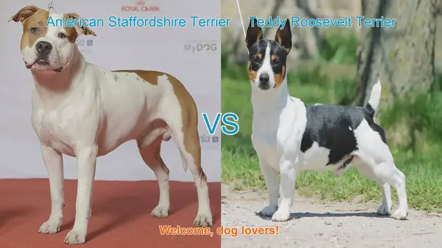 Video thumbnail for American Staffordshire Terrier vs. Teddy Roosevelt Terrier: A Breed Comparison