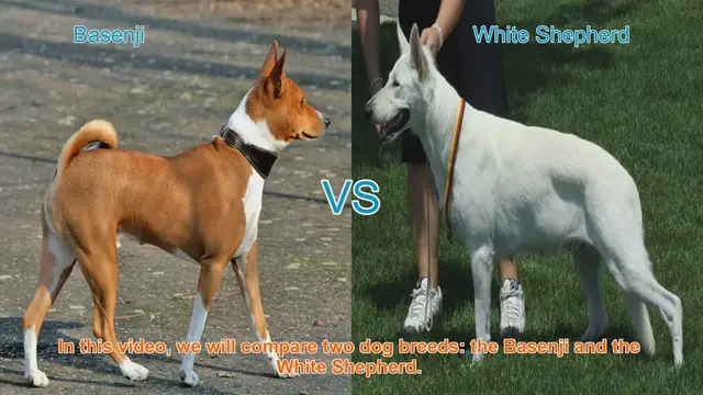 Video thumbnail for Basenji vs. White Shepherd: A Comprehensive Breed Comparison