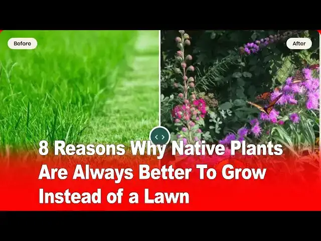 Video thumbnail for 8 Reasons Why Native Plants Are Better Than Lawns 🌿🏡